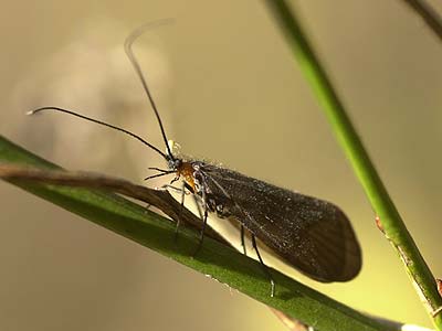 晩秋のトビケラ（ホタルトビケラ）