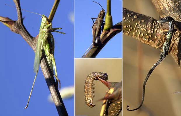 モズのはやにえ4態