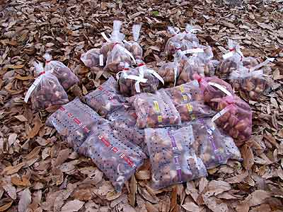 チューリップの球根を植えた