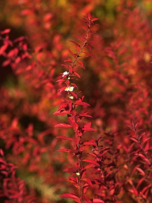 ユキヤナギの紅葉