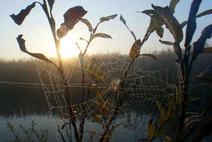 クモの巣