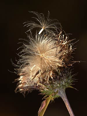 アザミの種