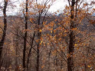 今日のアトリエの庭