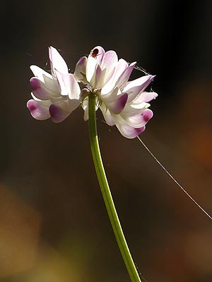 季節はずれのレンゲ