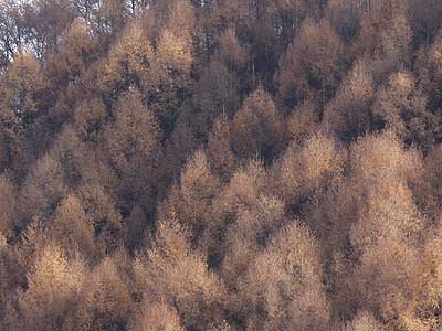 カラマツ林の変化