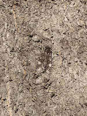 木の幹に隠れるガ