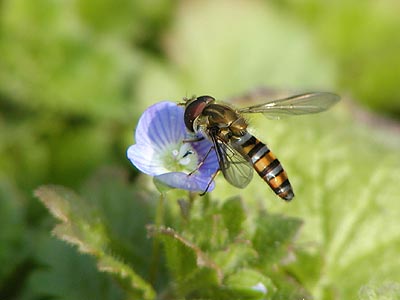 オオイヌノフグリ