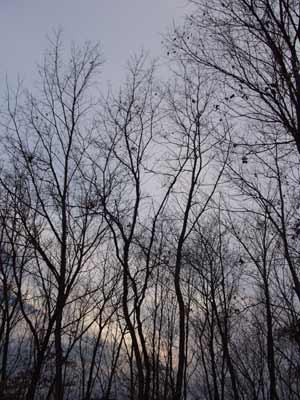 すっかり葉が落ちた林