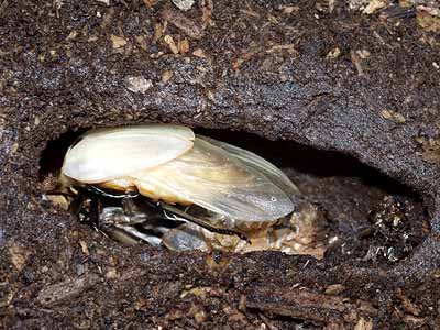 メタリフェルホソアカクワガタの羽化