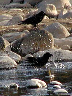 カラスの行水