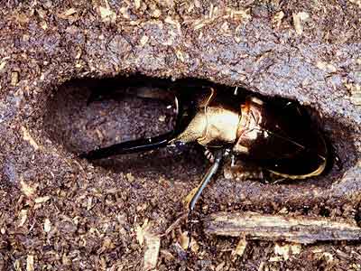 昨日羽化したクワガタの今日は
