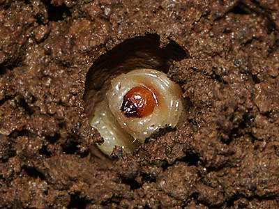 コナラシギゾウムシの幼虫