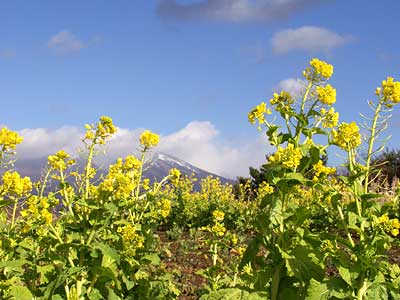 季節はずれのナノハナ