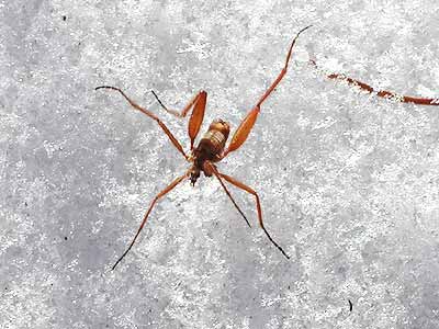 ニッポンユキガガンボ