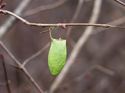 ウスタビガの空マユ