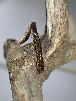 モズのはやにえ（ムカデ）