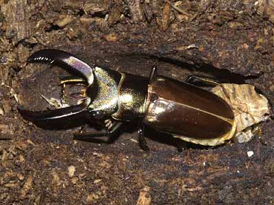 11月6日蛹化したメタリフエルホソアカクワガタが今日羽化