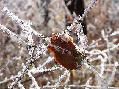 ヤママユの空マユに付いた霧氷