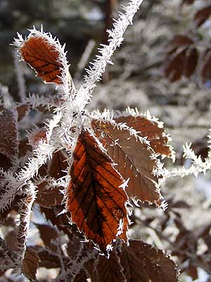 コナラの葉に付いた霧氷