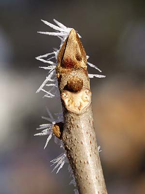 ヤマウルシの冬芽（葉痕）
