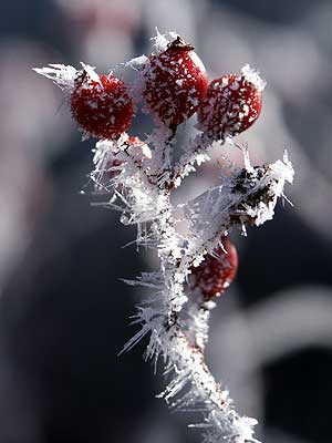ノイバラの実と霧氷