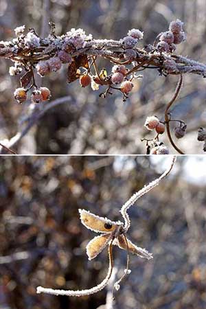 今日の霜のついた実