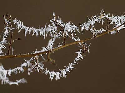 クモの糸に付いた霧氷
