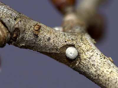 メスアカミドリシジミの卵