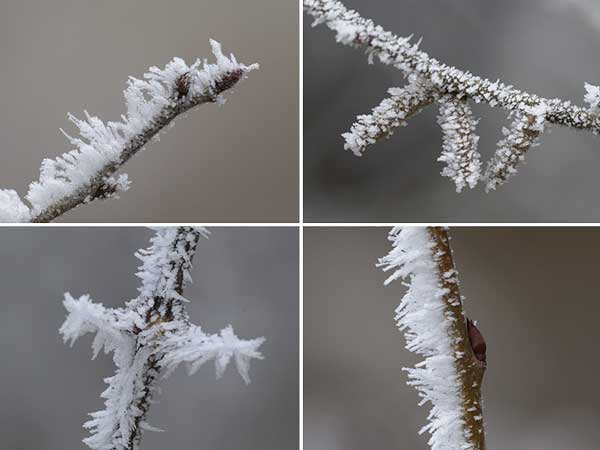 冬芽についた霧氷