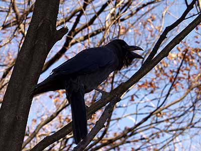 東京のカラス