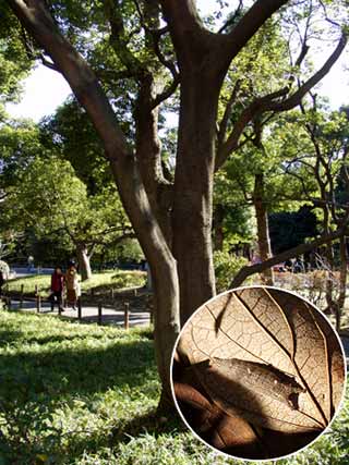 東京のゴマダラチョウ