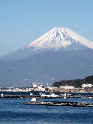 漁港のトビとカモメ