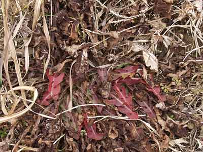 枯れはじめたタンポポ