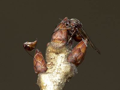 タマバチの産卵管