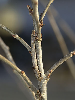 クワの枝にシャクトリムシ