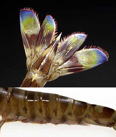 沖縄から送られてきたクルマエビ