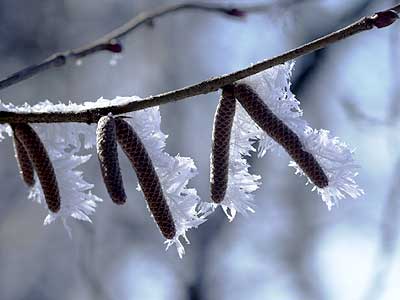 ツノハシバミの花芽