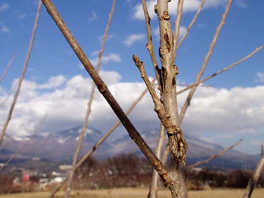 クワエダシャクの幼虫