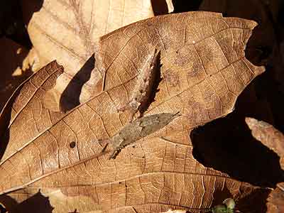 オオムラサキとゴマダラチョウの幼虫