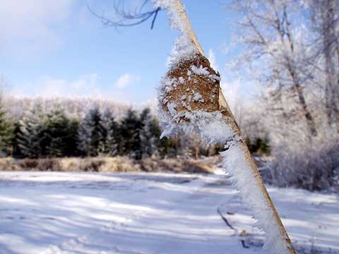 カマキリの卵に付いた霧氷