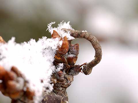 サクラにいたシャクガの幼虫