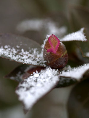 カンツバキのつぼみ