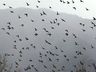 ムクドリの群れ