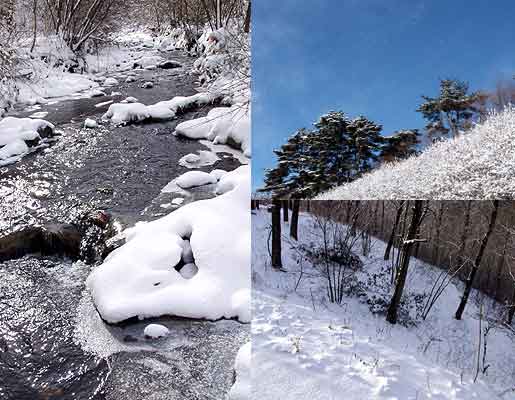 この冬はじめての本格的な雪