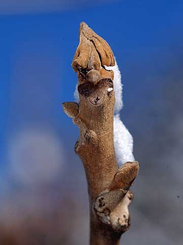 オニグルミの冬芽と葉痕