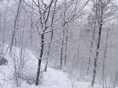 今日のアトリエの庭