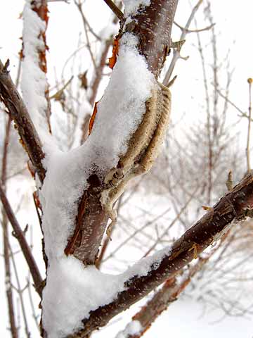 雪の中のチョウセンカマキリの卵