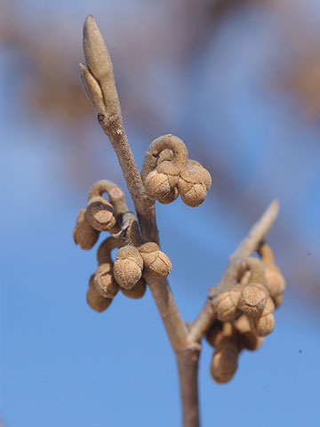 マンサクのつぼみ
