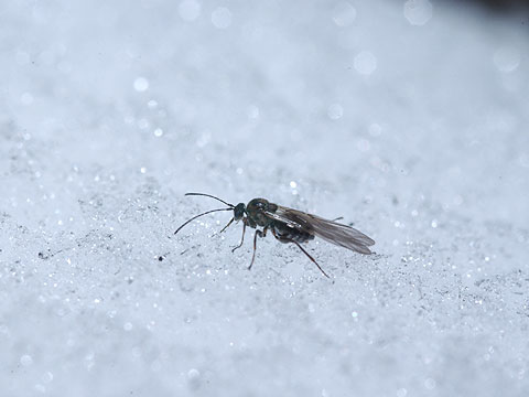 雪の上のタマバチ