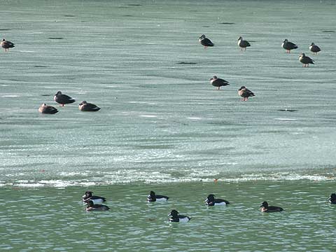 キンクロハジロとカルガモ